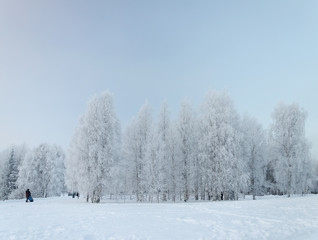 Snowy birch grove, frosty winter day