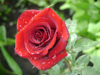 Red rose with water drops