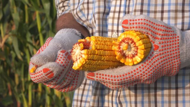 Farmer shelling corn cob, close of hands in agricultural activity