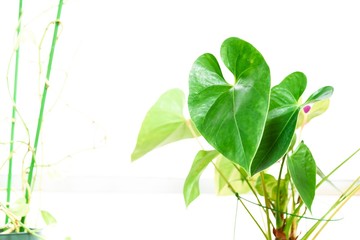 観葉植物の緑の葉と光