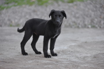 dog on the beach