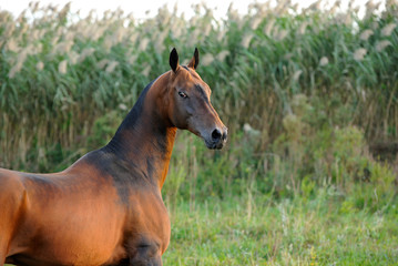 Bay Akhal Teke horse giving an arroant look backwards with tall green grass on the background. Horizontal, portrait,sideways.