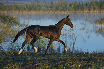 Delicate black Akhal Teke horse runs in trot over the waterline in the suumer field. Horizontal,...
