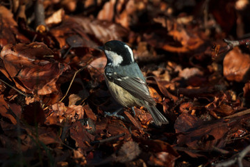 cute little coal tit searching for beechnuts in winter