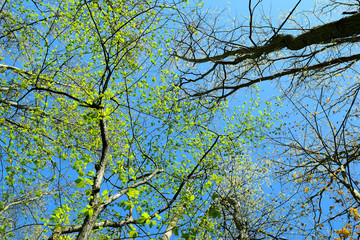 Bright Green Trees in Deep Dark Woods Forest Under Blue Sky