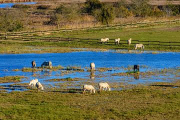 Horses in the lagoons. (Aiguamolls Natural Park, Spain)