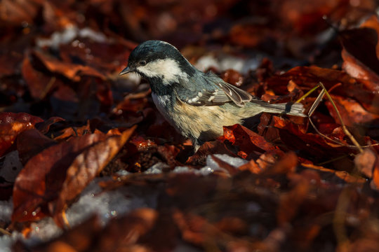 cute little coal tit searching for beechnuts in winter