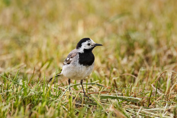 white wagtail in early spring in stockholm