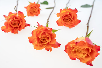 Arrangement of coral color rose flowers  on the white background