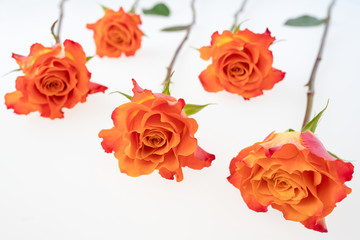 Arrangement of coral color rose flowers on the white background