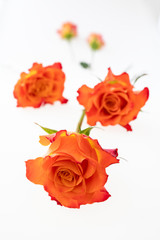 Arrangement of coral rose flowers  on the white background.Soft focus
