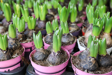 Spring time growing hyacinth bulbs in flowerpots.