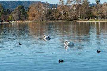 A couple of white pelicans swimming in the Lake Balboa in Los Angeles