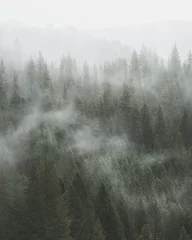 Fototapeten Nebel durch Pinienwald - Stimmungsvolle Fotografie im Hochformat © Daniel