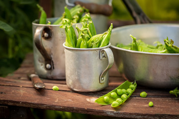 Tasty green peas in a small greenhouse