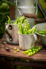 Harvested green peas in a small greenhouse
