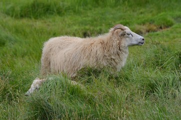 Pecora con lana islandese che bruca