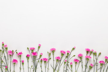 Pink carnation flowers on white background. Flat lay, top view, copy space.