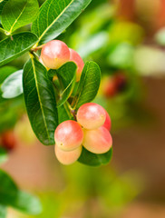 Thai fruit - fresh Bengal Currants or Karanda (Carunda) in garden
