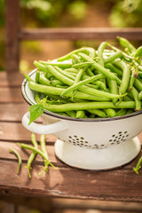 Closeup of green beans in a small greenhouse