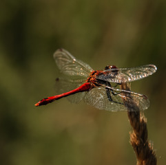 Lonly dragonfly in the wild nature
