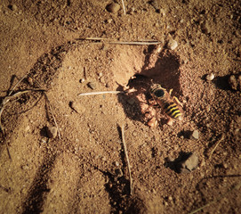 wisp on the sand ground