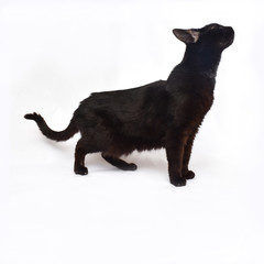 Black cat on white background