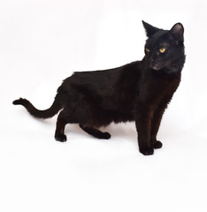 Black cat on white background