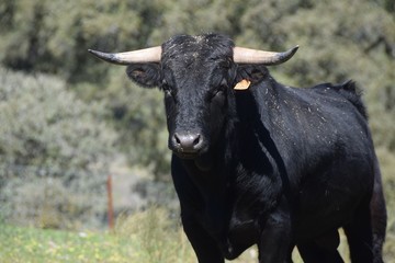 toro de lidia