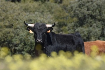 toro de lidia