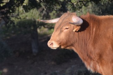 toro de lidia