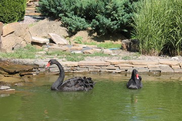 swans on the lake