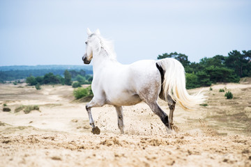 Obraz premium White warmblood mare in the dunes