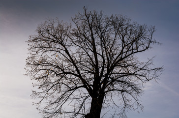 Fototapeta na wymiar Tree with no leaves on sky background