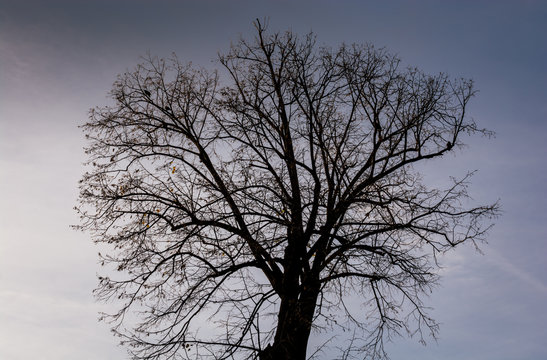 Tree With No Leaves On Sky Background