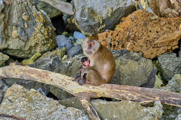 Monkeys in the wild in Thailand on Phi Phi Island