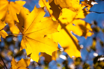 Gelbe Blätter am Baum, goldener Herbst