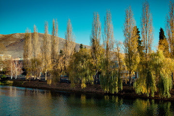 Willow trees on the bank of a river in Autumn - 244249128