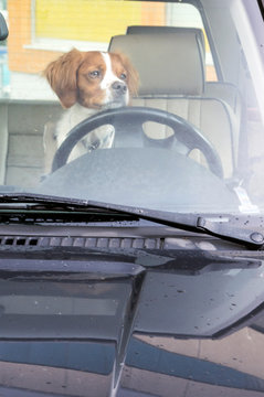 Dog Behind The Wheel Of A Car