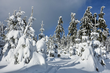 Fototapeta na wymiar Zima w lesie