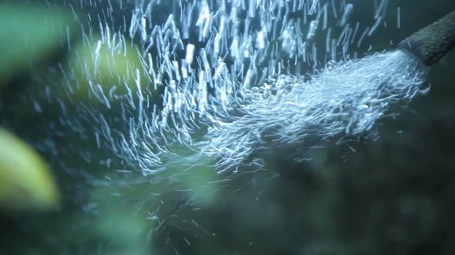 The oxygen tube in the aquarium supplies air to the fish. The compressor in the aquarium pumps oxygen to the animals.