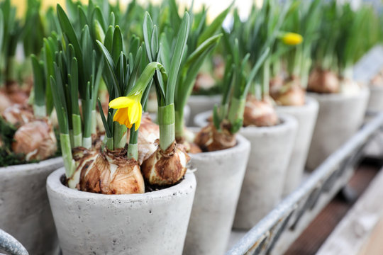 Fototapeta Daffodils grow from bulbs in the gray ceramic flowerpots.