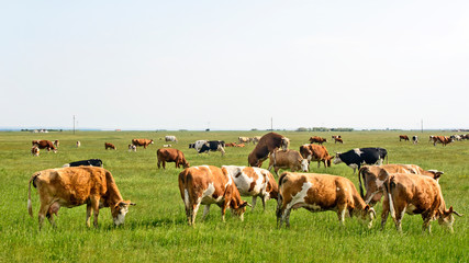Fototapeta na wymiar Cows on the meadow