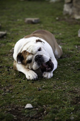 Fototapeta premium Bull dog in park