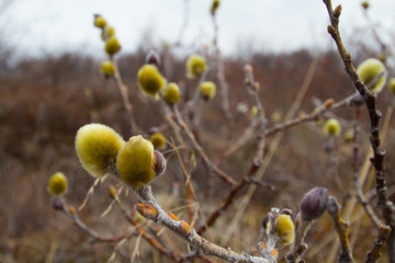 Island Vegetation 01