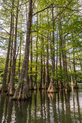 Fototapeta premium Beavers Bend State Park