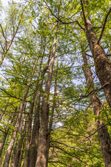 Fototapeta premium Beavers Bend State Park