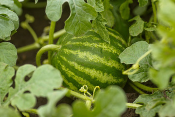 Ripe watermelon on melon field among green leaves. Watermelon growing in the garden in the village. The cultivation of melons fields is a crop in the garden.
