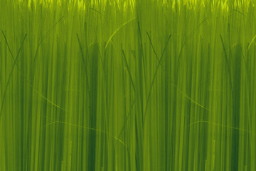 Plush green grass background for design