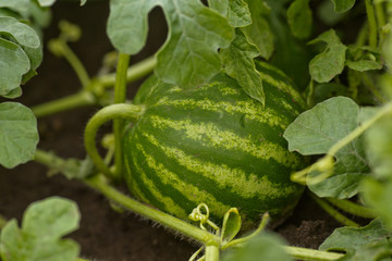 Obraz premium Ripe watermelon on melon field among green leaves. Watermelon growing in the garden in the village. The cultivation of melons fields is a crop in the garden.